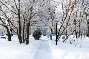 Obraz premium Trees in hoarfrost in a city park in Moscow, Russia