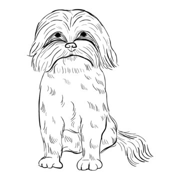 Zuchon dog isolated on white background. Hand drawn dog breed vector sketch.