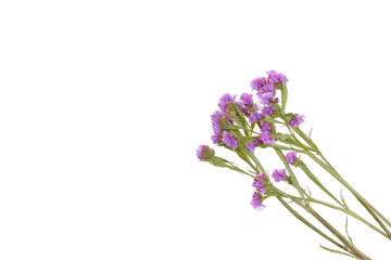 the statica is dried and used in dry bouquets, properly dried flowering plants have a well-preserved colored calyx, close-up