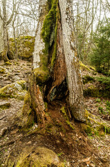 Oak trunk, Quercus Robur in spring. Tree with moss. El Tejedelo Forest. Requejo from Sanabria. Zamora. Spain.