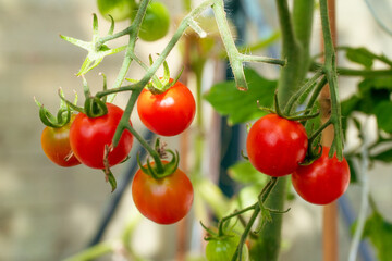 Red tomatoes in a green house with sunlight