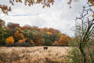 Lonely Hereford cow on a meadow