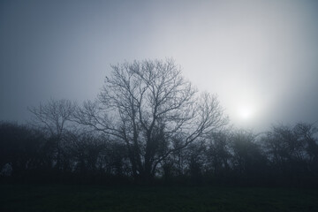 Tree in the mist without leaves