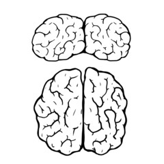 human brain vector illustration on white background