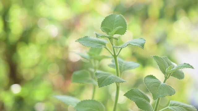Indian borage trees on bokeh nature background.