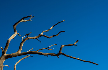 Old dry branch and sky on background