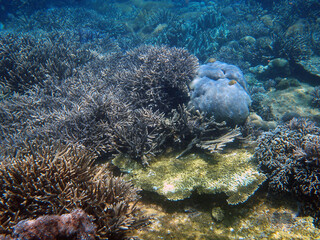 The sunlit picturesque coral reef in lagoon of Indian Ocean near Bali, Indonesia. Photographing under water.