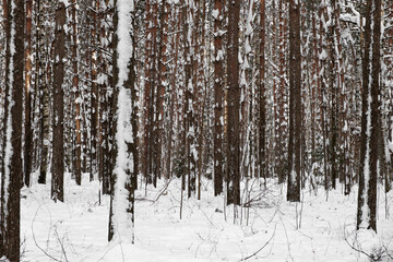Winter forest. Rows of pines. Trunks of snow-covered trees.