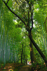 Naklejka premium 夏の参道、小道、林、竹林、お寺