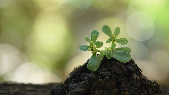 Purslane flowers or Portulaca oleracea on boken nature background.