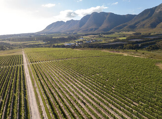 Aerial over vineyard in beautiful valley