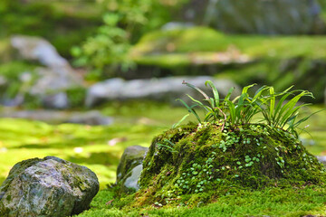 西芳寺、林、苔、小道