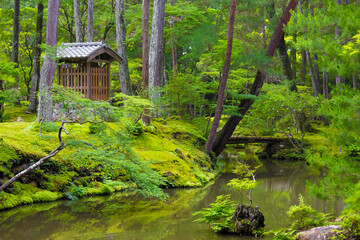 西芳寺、林、苔、小道
