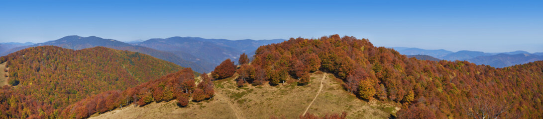 Fototapeta premium Panorama of the Carpathian mountains in autumn. The yellowed foliage of the forest blends nicely with the blue sky