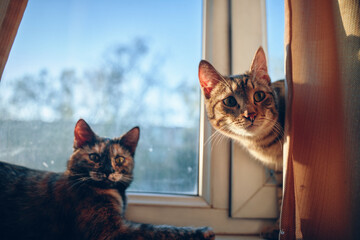 Two cute fluffy cats on windowsill. Lazy pet lies under sun's rays. Striped curious cat looks out from curtain and looks in room.