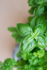 Basilikum