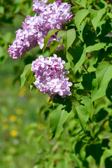 Fototapeta premium Lilac Esther Staley