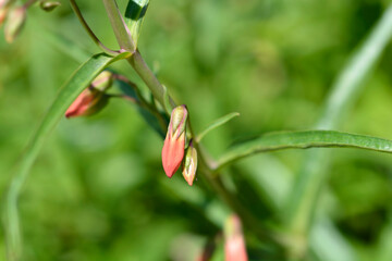 Cardinal penstemon