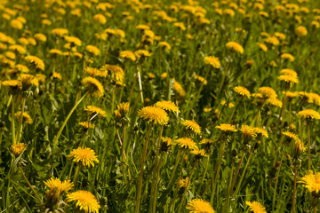 Field of yellow dandelions in the meadow