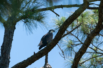 The western osprey (Pandion haliaetus)