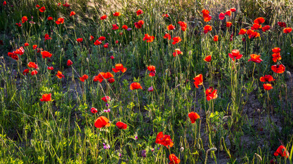 Evening sunshine illuminating a Poppy field in Tuscany