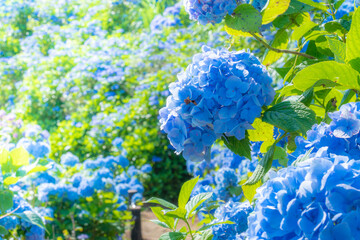 梅雨のシンボル紫陽花