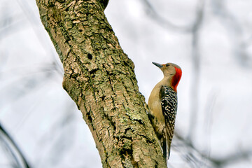 Red bellied woodpecker clings from tree in winter