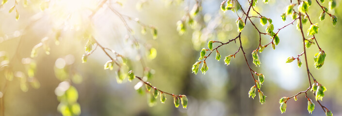 Close-up view of the birch's branch with young leaves and bud.