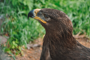 eagle large park in the zoo