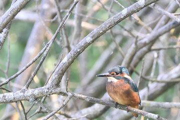 a kingfisher waiting for prey on a branch
