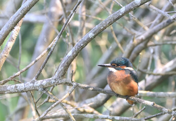 a kingfisher waiting for prey on a branch
