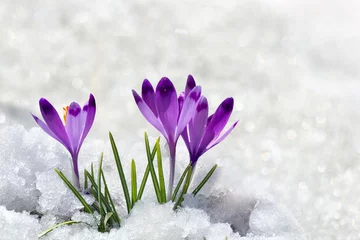 Schilderijen op glas Spring snowdrops flowers violet crocuses ( Crocus heuffelianus ) in snow with space for text © Anastasiia Malinich