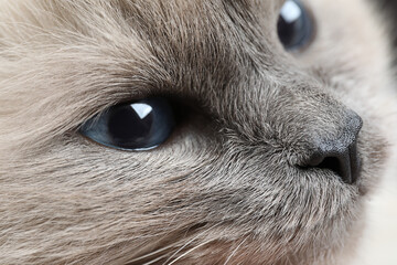 Birman cat with beautiful blue eyes, closeup
