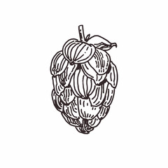 Drawing of hop flowers isolated on white, beer hop hand drawn illustration, line art