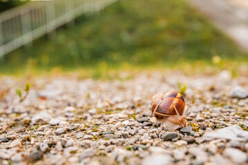snail in a natural environment after rain