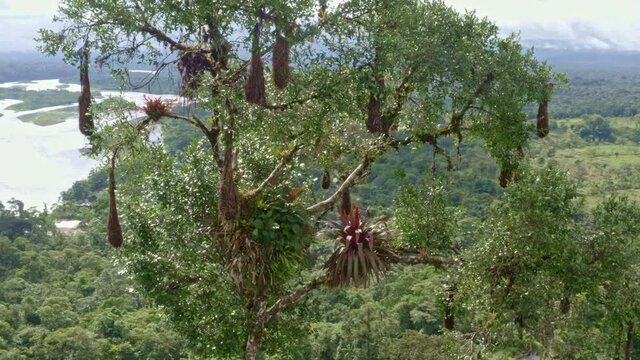 Circeling around the large nests of a Russet-backed Oropendola, Psarocolius angustifrons angustifrons, among bromelias found in a treetop