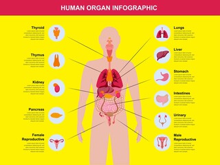 human organ infographic colorful set pack bundle - obrazy, fototapety, plakaty