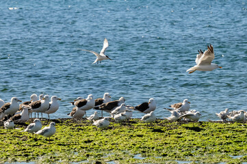 Gull and tern flock, Patagonia, Argentina