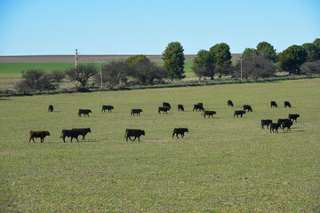 Cattle in pampas countryside, La Pampa, Argentina.