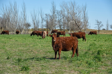 Cattle in pampas countryside, La Pampa, Argentina.