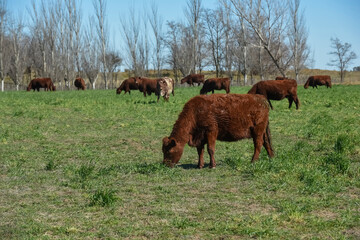 Cattle in pampas countryside, La Pampa, Argentina.