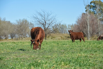 Cattle in pampas countryside, La Pampa, Argentina.