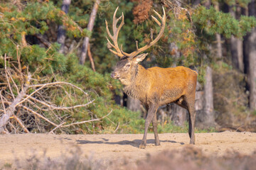 Male red deer stag, cervus elaphus, rutting