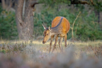 Female Red Deer doe or hind, Cervus elaphus