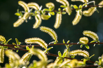 Salix alba, white willow tree in Springtime, pollen and catkins closeup