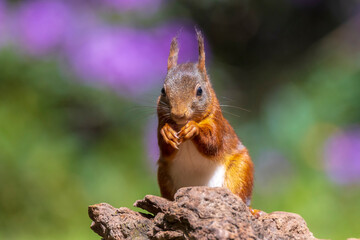 Closeup of a Eurasian red squirrel, Sciurus vulgaris, eating nuts in a forest.