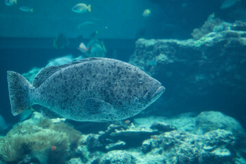 Fototapeta na wymiar Tropical fish in aquarium at Okinawa.