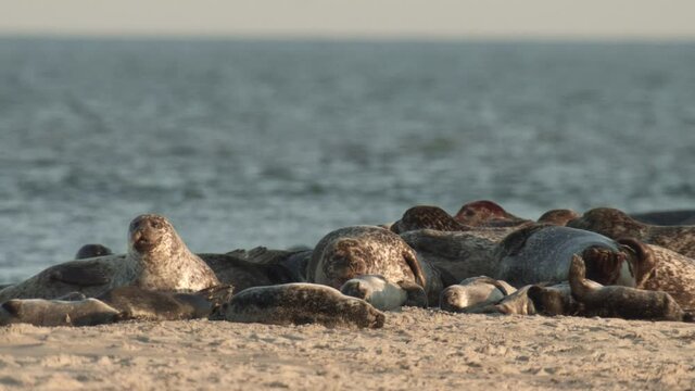 Seals on a danish island in summer