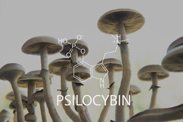 Psilocybin Mushroom. Psychedelic drug. Close up Magic shroom. Psilocybe fungi. Psilocybin chemical...