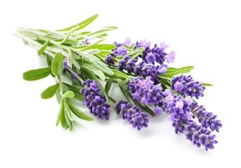 Lavender flowers bundle isolated on a white